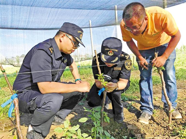 荷兰甜樱桃树苗“安家”甘肃庆阳