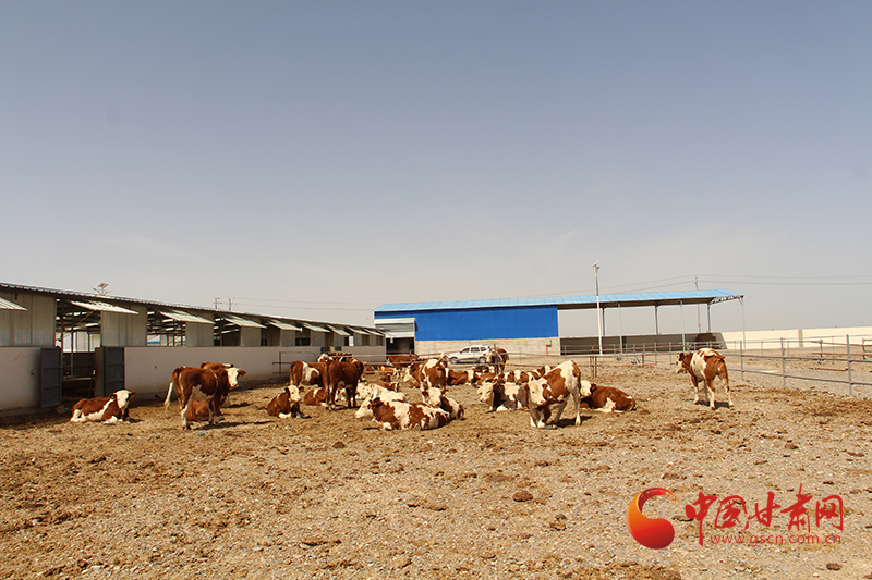 瓜州腰站子镇:肉牛养殖产业踏出致富路