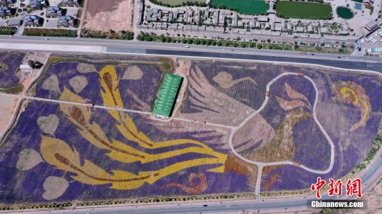 图为南台村路旁修建的“凤凰于飞”花海景观。 李静 摄
