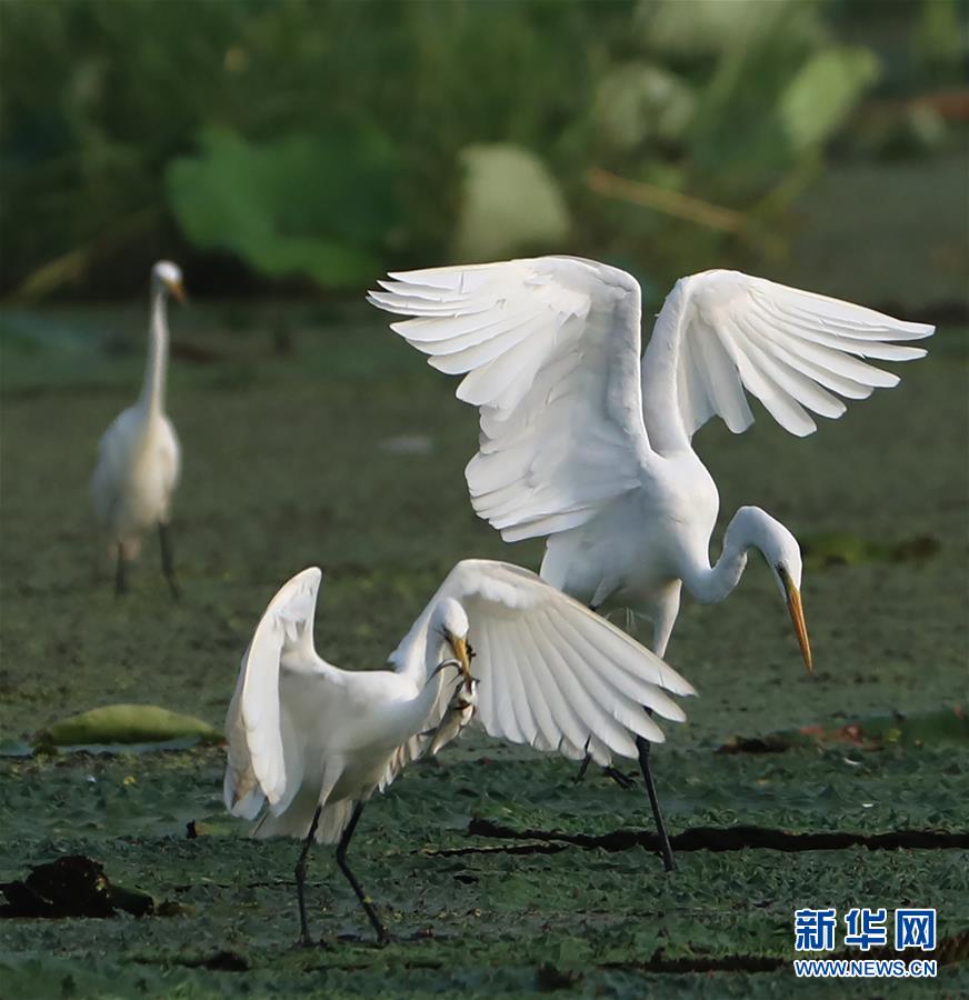 #（环境）（2）鹭舞湿地
