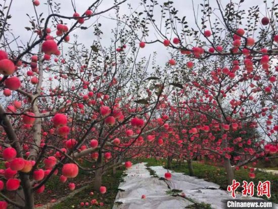 图为大坪村的苹果。(资料图) 颉利刚 摄 图为大坪村的苹果。(资料图) 颉利刚 摄