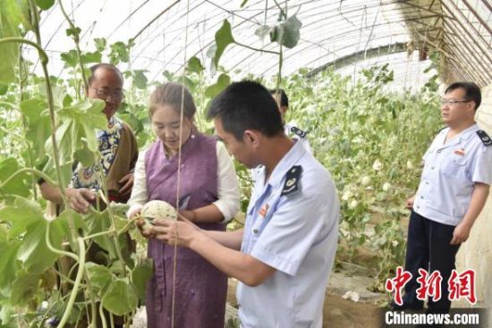 图为税务人员上门了解大棚蜜瓜长势,宣传税收优惠政策。 杨洁 摄 图为税务人员上门了解大棚蜜瓜长势,宣传税收优惠政策。 杨洁 摄