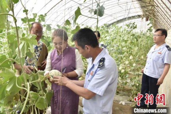 图为税务人员上门了解大棚蜜瓜长势，宣传税收优惠政策。　杨洁 摄