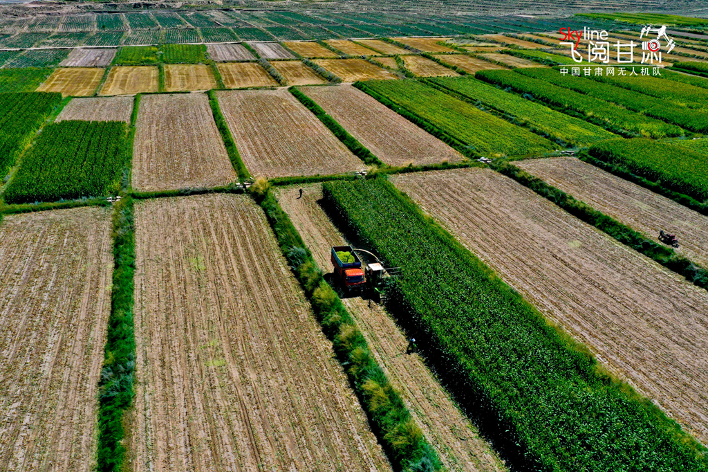 【“飞阅”甘肃】张掖：20万亩青贮玉米开机收割（组图）