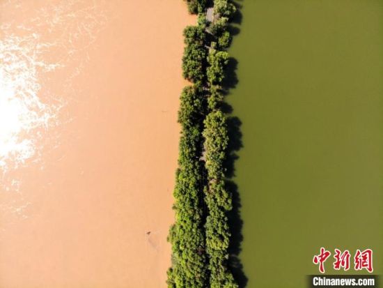 图为黄河汛期一边是浑黄的黄河水，一边是深绿的湿地公园，宛如“鸳鸯锅”。　高莹 摄