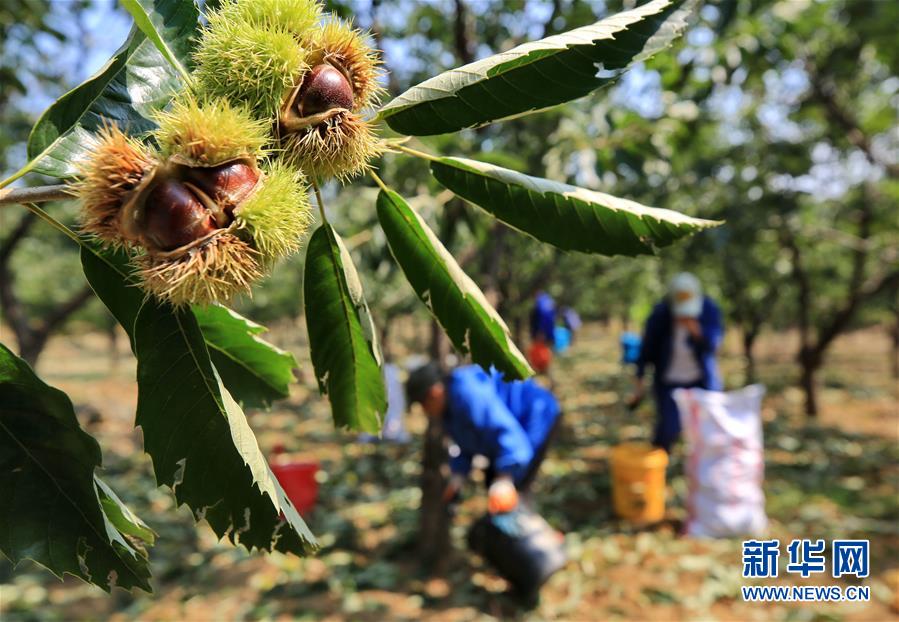 （经济）（1）河北迁西：“板栗之乡”收获忙