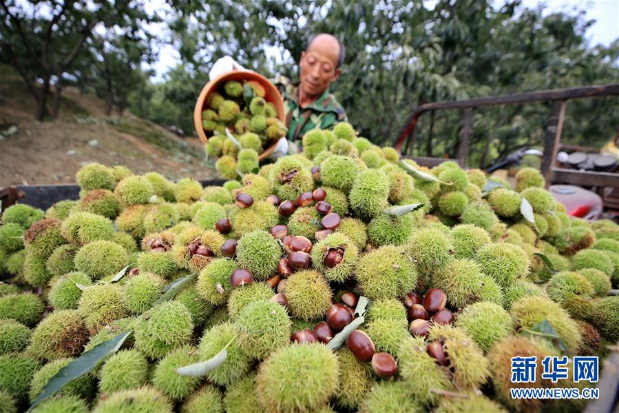 （经济）（3）河北迁西：“板栗之乡”收获忙
