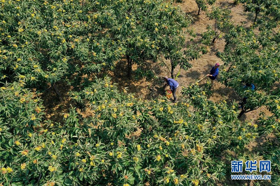 （经济）（4）河北迁西：“板栗之乡”收获忙