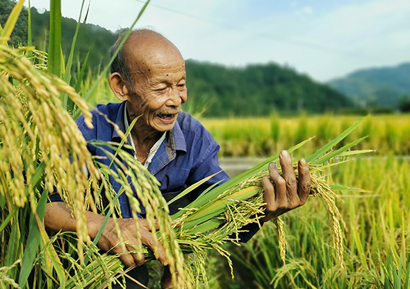 康县大南峪：又到水稻丰收时