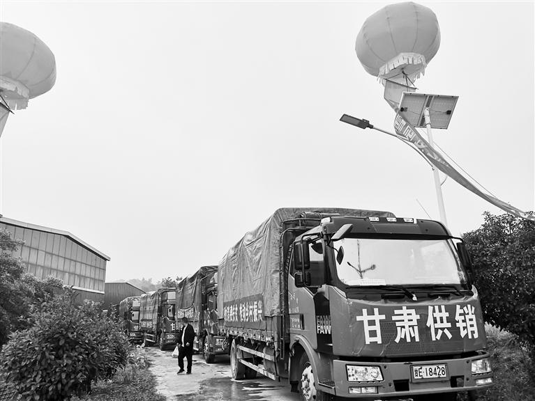 天水花牛苹果热销广州