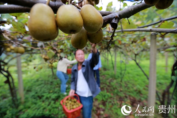 9月7日，贵州省黔东南苗族侗族自治州剑河县岑松镇平加村红阳猕猴桃种植基地，种植户在采收猕猴桃。 