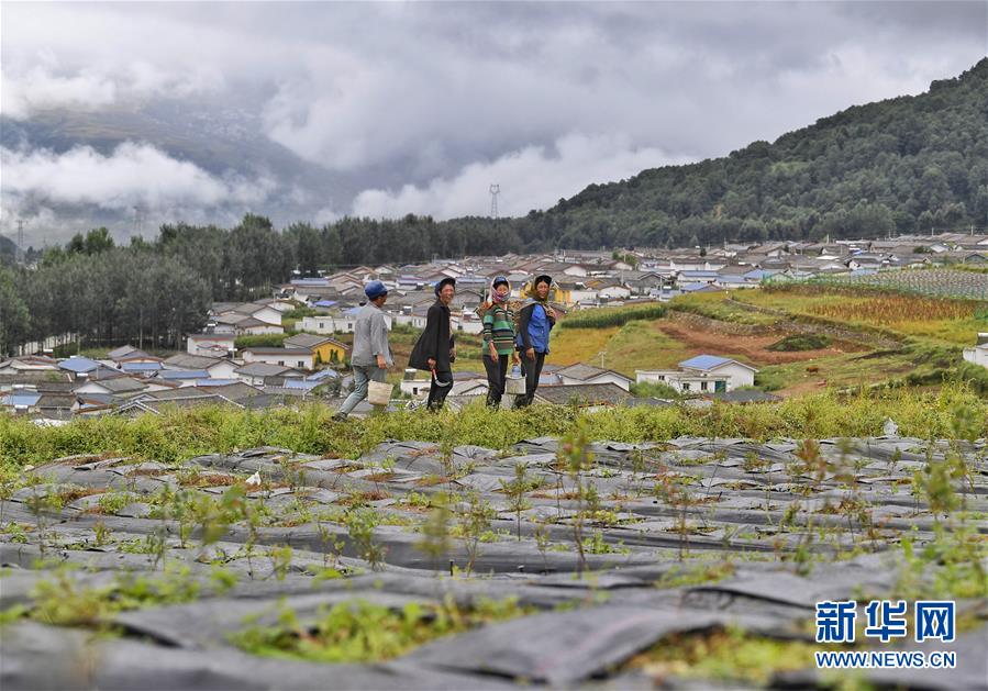 (新华全媒头条·决战决胜脱贫攻坚·督战未摘帽贫困县·图文互动)(5)苦荞花开大凉山——四川7个未摘帽县脱贫攻坚一线观察