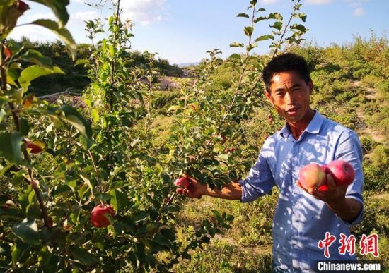 图为张荣介绍他的无农药、自然生长的苹果。　刘玉桃 摄