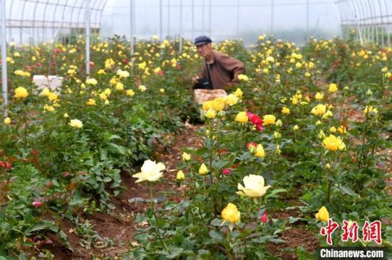 图为渭源县上湾镇农户正在鲜花种植大棚内除草。　吕明 摄