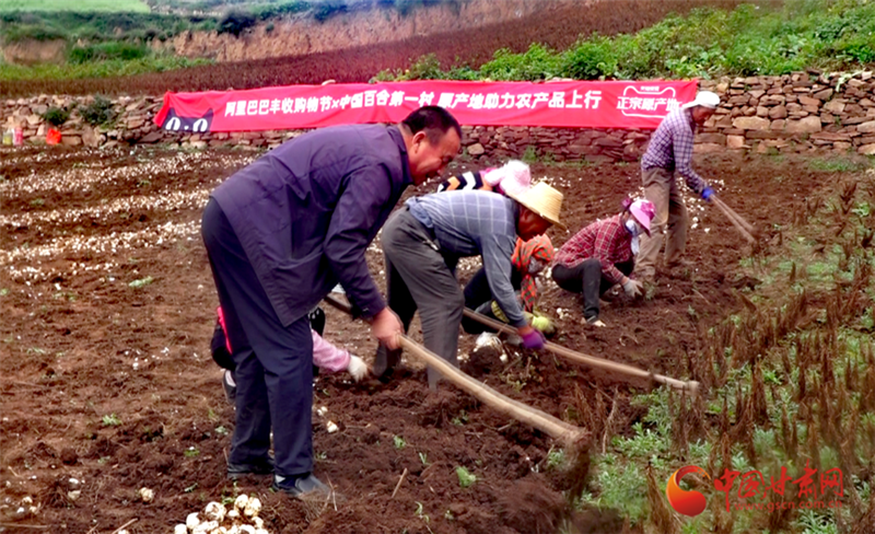 中国百合第一村：女性加工百合开淘宝，男人做饭看孩子