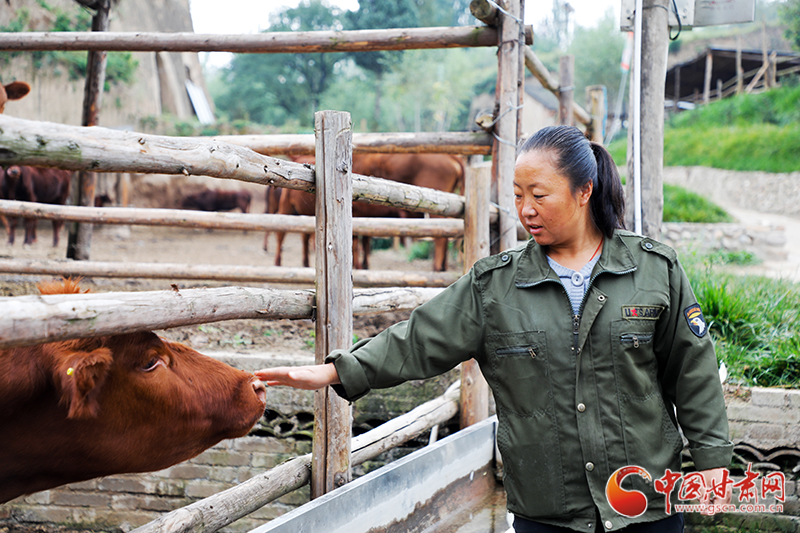 【中国梦 黄河情】甘肃崇信：废旧窑洞养红牛 探生态富民新路子