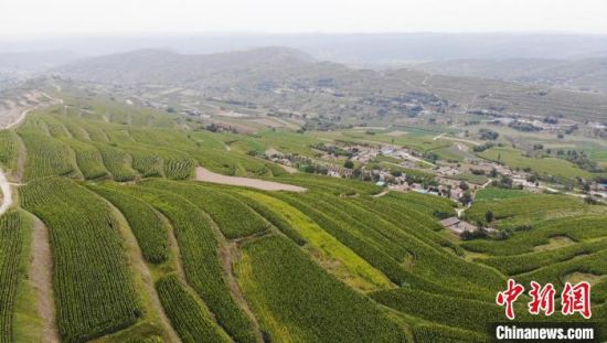 图为农业公司通过土地流转将山地全部种植成饲草玉米，在增加土地收益的同时，也带动周边农民就业。　高展 摄