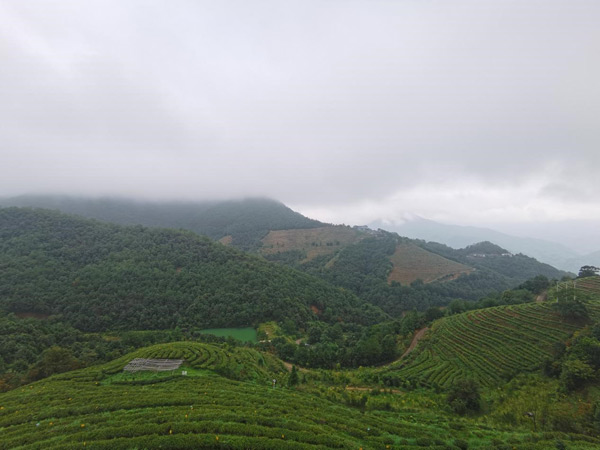 茶树脱贫、漆画习艺,漳平农民物质精神双丰收 茶树脱贫、漆画习艺,漳平农民物质精神双丰收