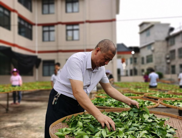 茶树脱贫、漆画习艺,漳平农民物质精神双丰收 茶树脱贫、漆画习艺,漳平农民物质精神双丰收