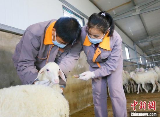 “90后”环县籍大学生苏涛(左)与同事正在给羊只注射疫苗。　高展 摄