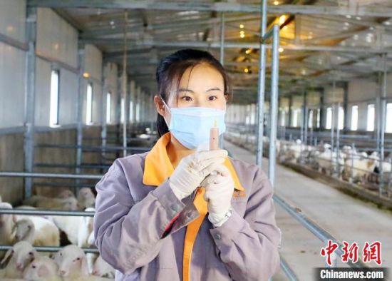 25岁的女大学生肖静目前是一家肉羊养殖专业合作社的技术员。　高展 摄
