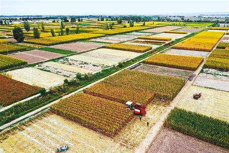 张掖高台县14.8万亩商品玉米喜获丰收