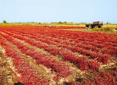 张掖临泽县新华镇胜利村辣椒喜获丰收