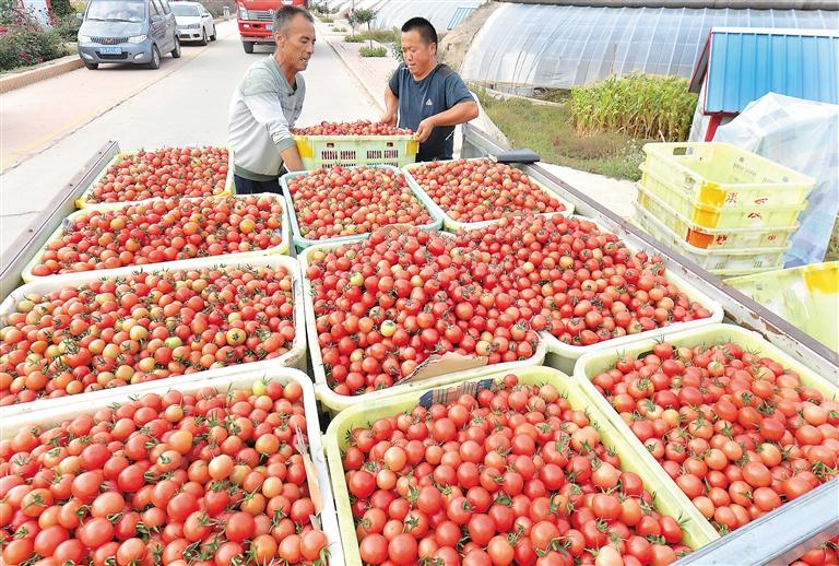 临夏州永靖县积极调整农业产业结构