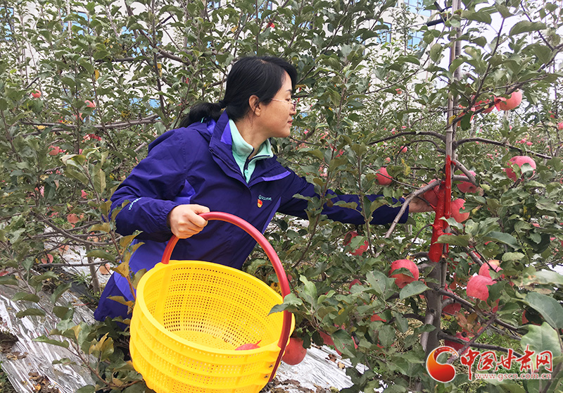 甘肃灵台乡村旅游采摘体验活动启动