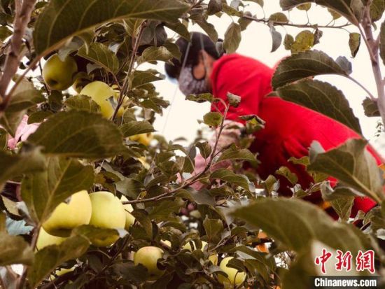 图为果农进行摘袋，为采摘做最后准备。　艾庆龙 摄