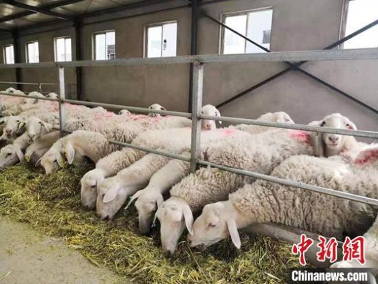 图为甘肃金昌市一企业养殖场。(资料图) 艾庆龙 摄 图为甘肃金昌市一企业养殖场。(资料图) 艾庆龙 摄