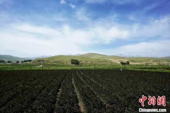 图为甘肃武威市天祝县高原绿色(有机)蔬菜基地。(资料图) 高展 摄 图为甘肃武威市天祝县高原绿色(有机)蔬菜基地。(资料图) 高展 摄