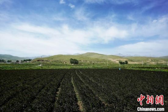 图为甘肃武威市天祝县高原绿色(有机)蔬菜基地。(资料图) 高展 摄