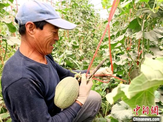 甘肃省酒泉市瓜州县推动蜜瓜产业转型升级，打造全国知名绿色精品蜜瓜标准化生产基地，逐步实现“错茬种植、四季有瓜，全年供应、品牌响亮、优质优价”的发展目标。图为种植户喜悦的采摘蜜瓜。(资料图) 王昭琪 摄