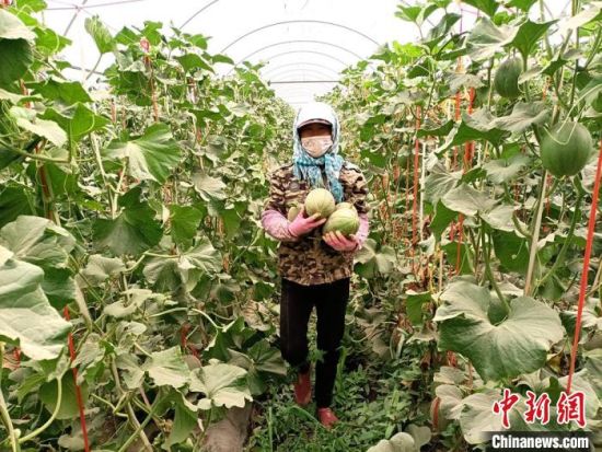 图为种植户采摘蜜瓜。(资料图) 王昭琪 摄 图为种植户采摘蜜瓜。(资料图) 王昭琪 摄