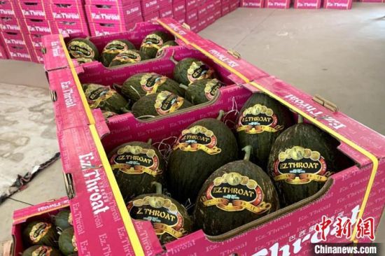 图为整装待运的巴西蜜瓜。(资料图) 石金峰 摄 图为整装待运的巴西蜜瓜。(资料图) 石金峰 摄
