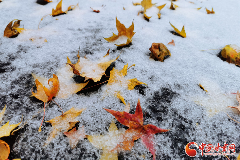 甘肃静宁迎来今秋首场雨夹雪 雪映红叶愈妖娆