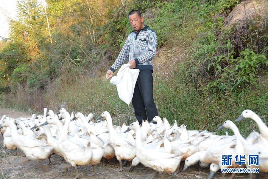 (决战决胜脱贫攻坚·图文互动)(3)闽西“鸭倌”罗水通脱贫记