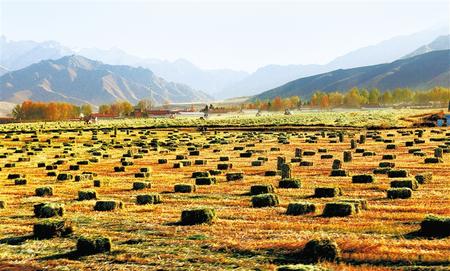 民乐县畜草种植基地一派繁忙的收割场景