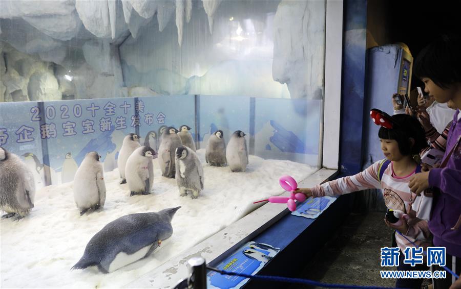 （社会）（1）珠海长隆今年成功繁育10只帝企鹅宝宝