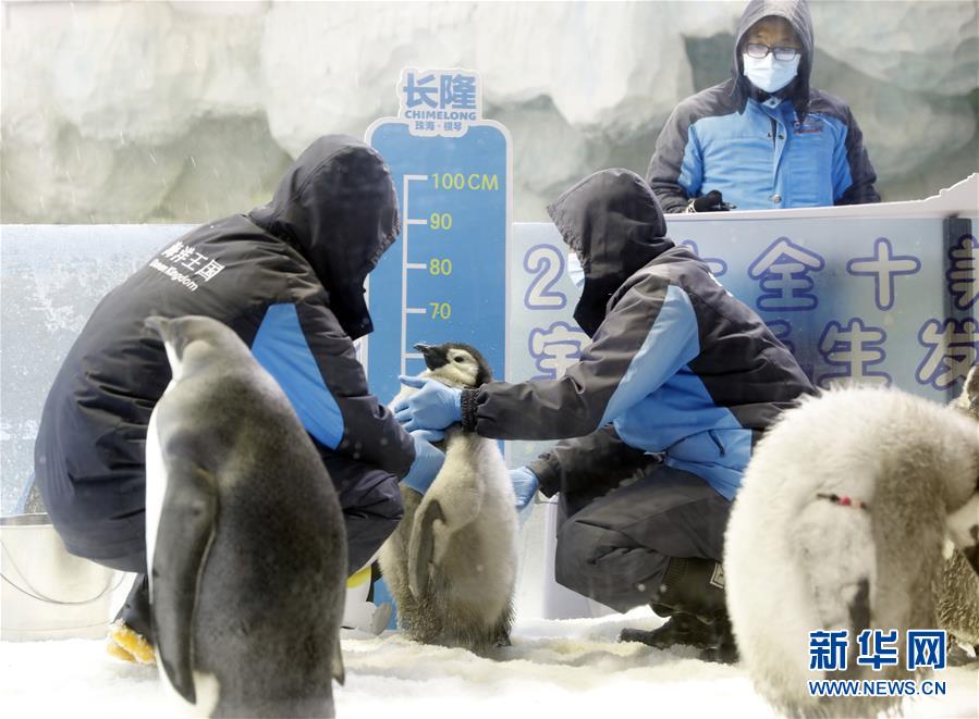 （社会）（3）珠海长隆今年成功繁育10只帝企鹅宝宝