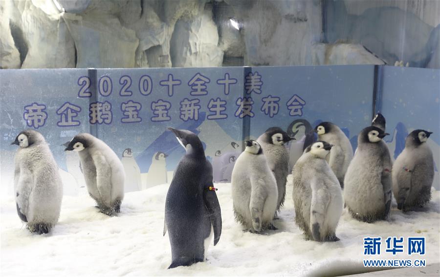 （社会）（4）珠海长隆今年成功繁育10只帝企鹅宝宝