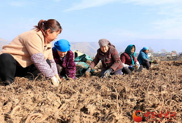 岷县：农民群众晒药忙