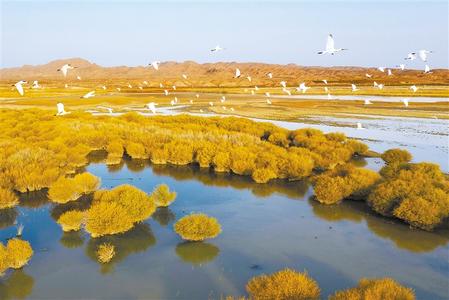 民勤石羊河国家湿地公园迎来上万只大天鹅