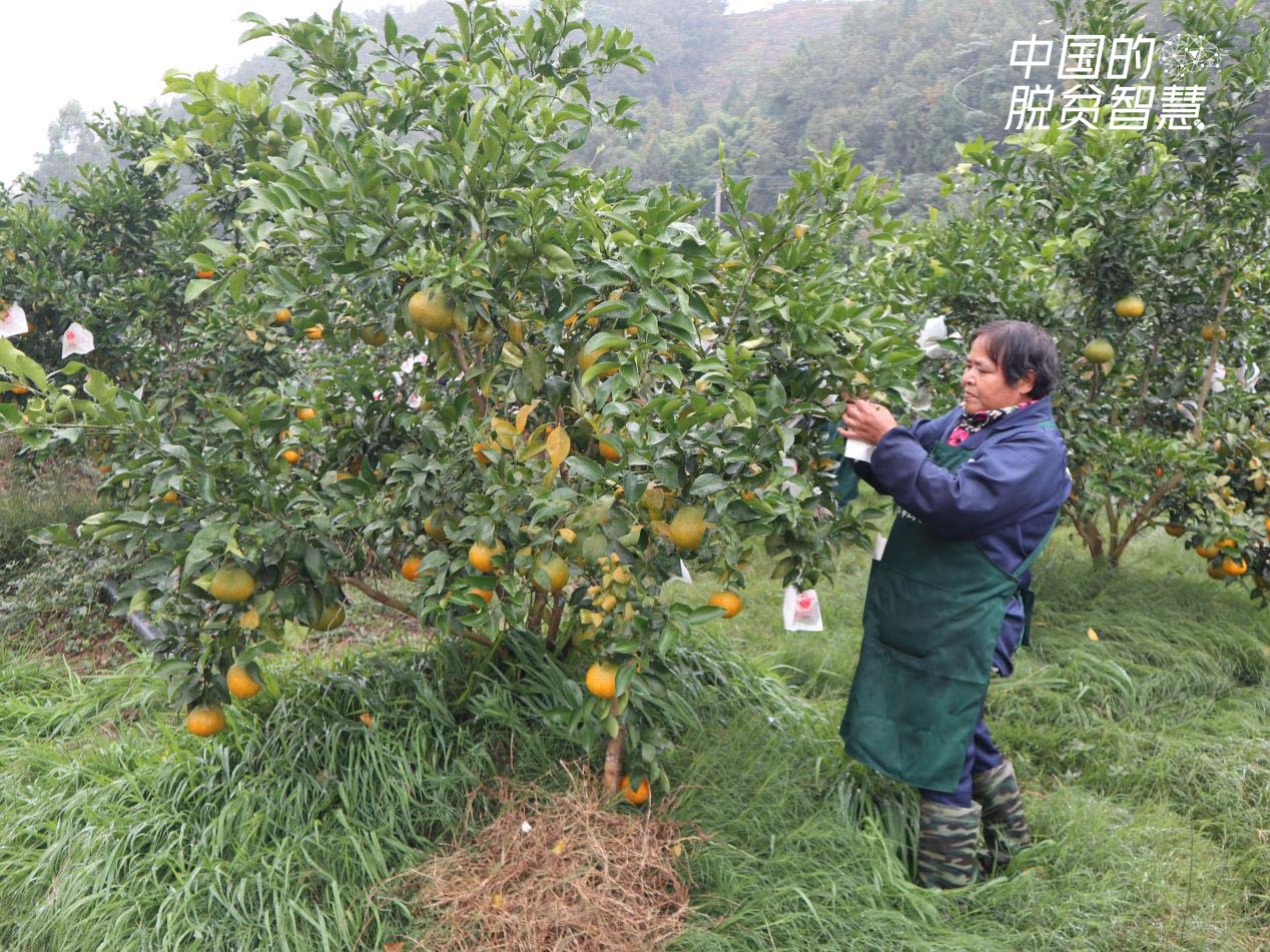 村民在果园套果袋（摄影：央视网记者 董淑云）