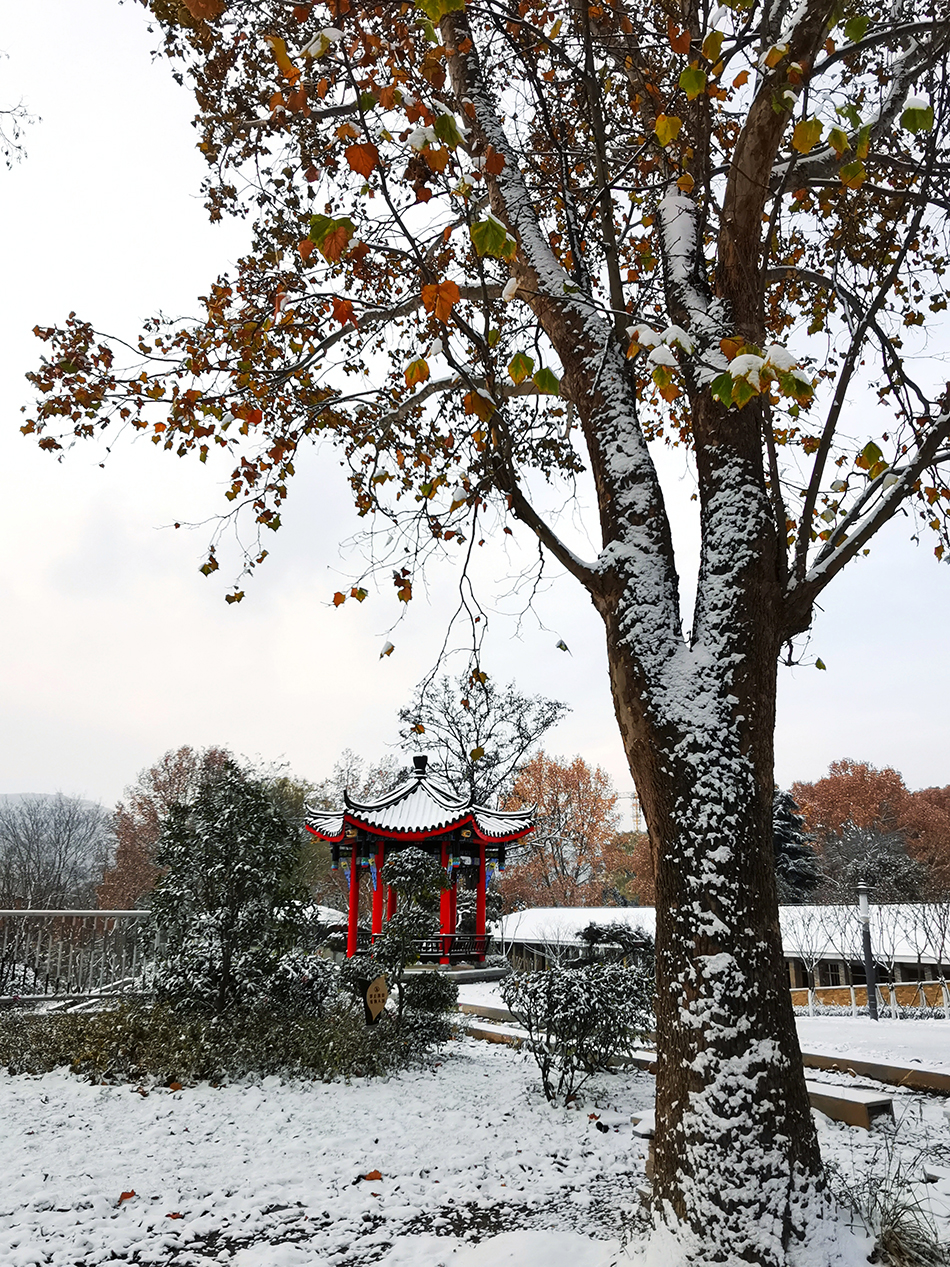 高清大图|天水弘文园初雪，你喜欢吗？
