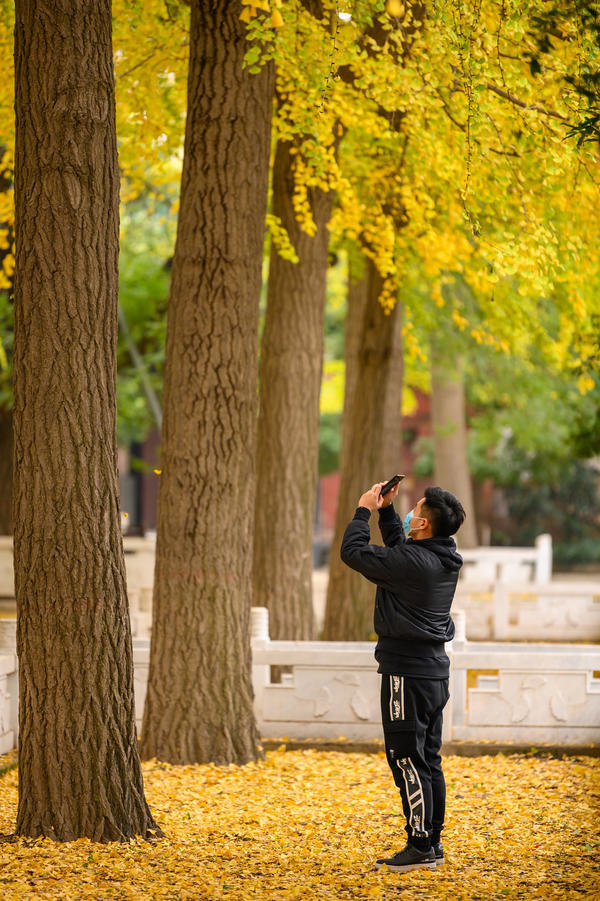 随手一拍就是大片!银杏染初冬,郑州这场“金色盛宴”等你打卡