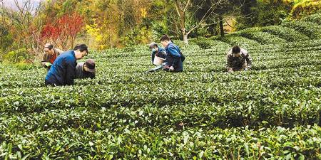 陇南康县茶农正忙着给茶园修剪