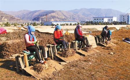 定西岷县十里镇群众在晾晒整理各类中药材