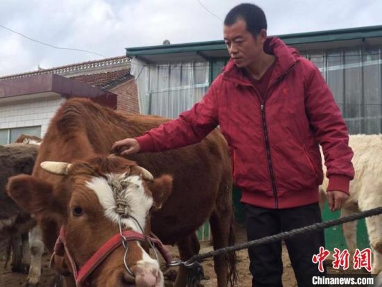 正宁县西坡镇石湾子村“80后”村民焦永涛此前一直在江苏打工。3年前，他回村自繁自养的牛犊可以卖1万元以上，养牛成为他返乡的“源动力”。　侯志雄 摄